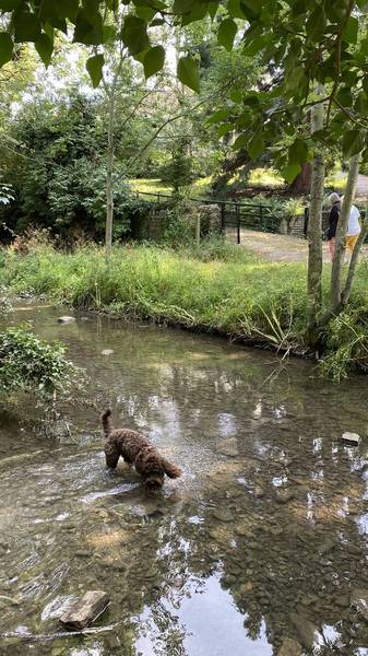 River dog walks near 2024 me