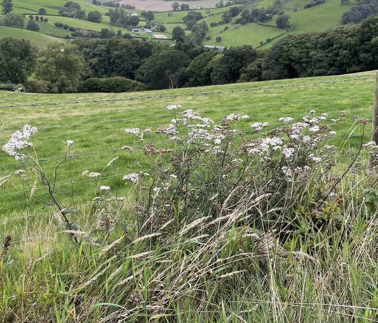 Preview of Offa’s Dyke Path from Knighton