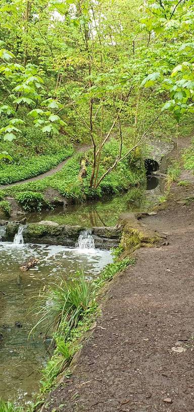 Preview of St Anne’s Wood