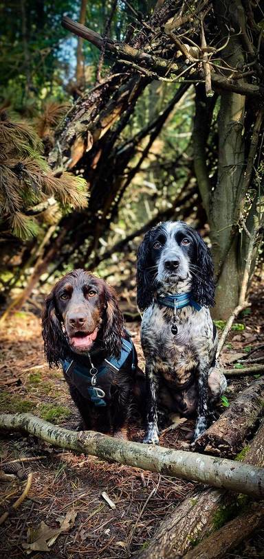 Preview of Cramlington dog-friendly circular