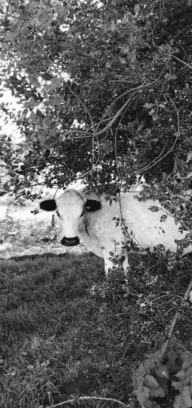 Preview of St Swithun’s Way - Pt.1