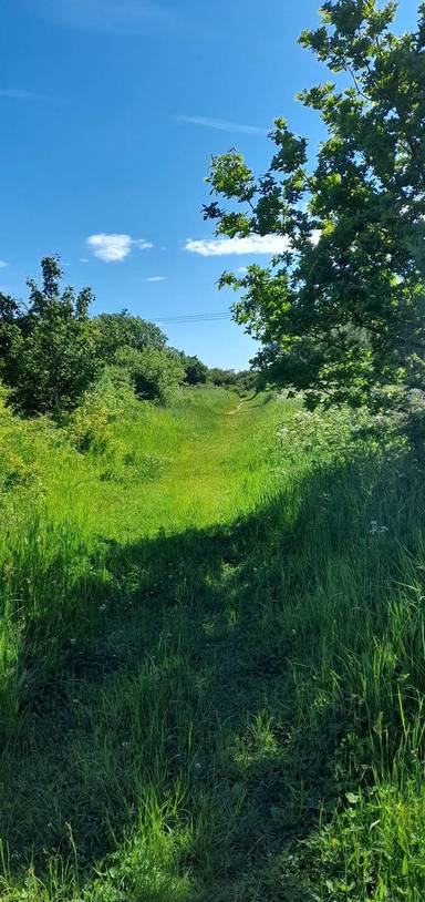 Preview of Walk around the duck ponds 