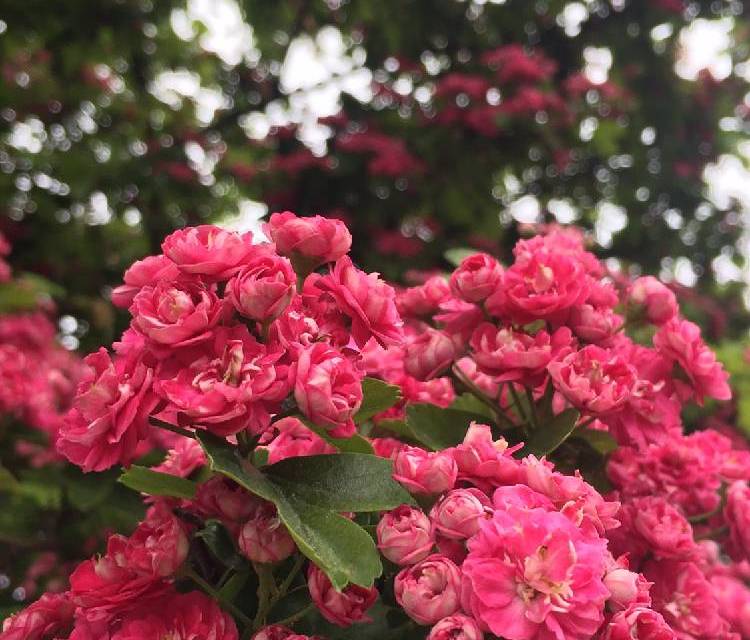 Preview of Street Trees of Herne Hill