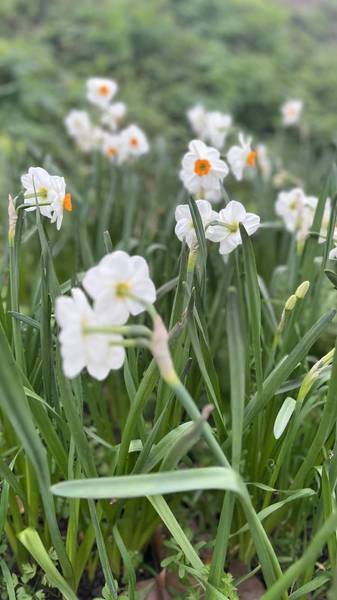 Preview of Jubilee to Coronation