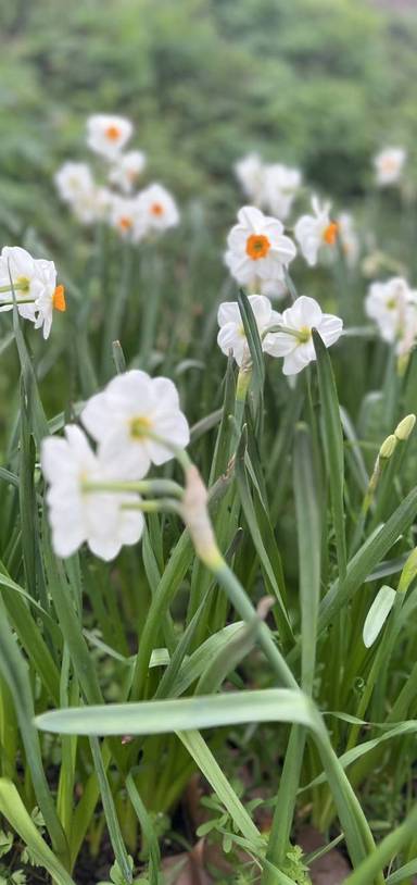 Preview of Jubilee to Coronation