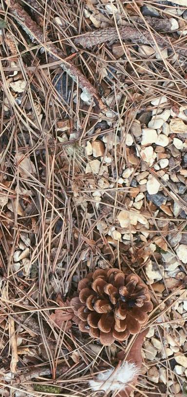 Preview of DarwinWelfare: Shapes in Nature