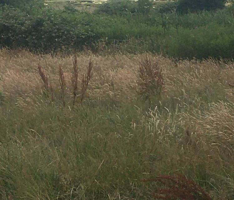Preview of Upton country walk