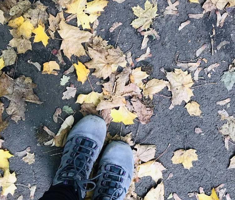 Preview of Autumn in the woods
