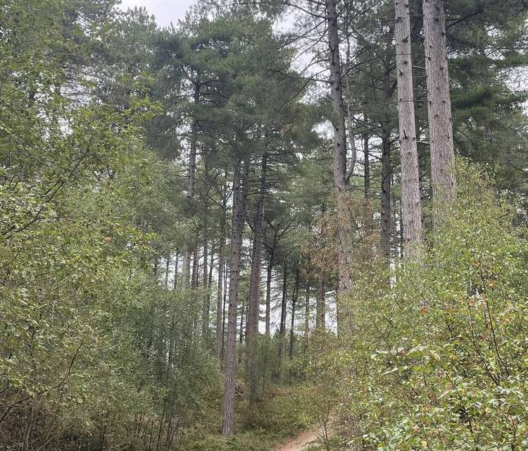 Preview of Freshfield to Ainsdale Trail