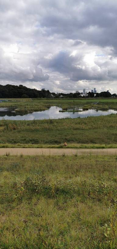 Preview of Kersal Wetlands