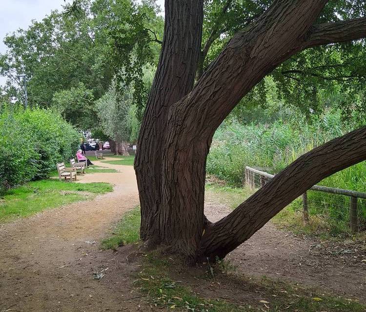 Preview of Barnes Green Sensory Walk