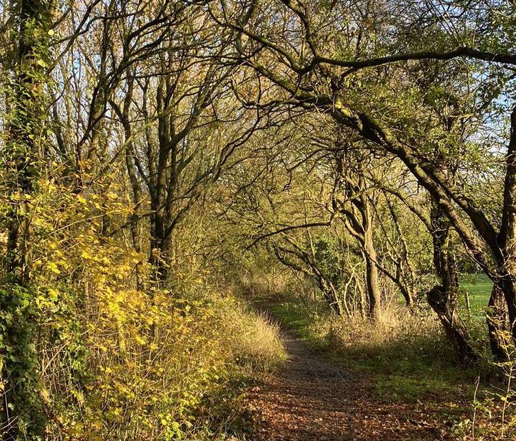 Preview of Magnolia Park & Nature Reserve Walk