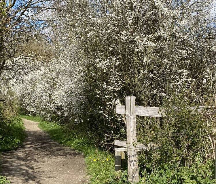 Preview of Brookes Natural Woodland Wander