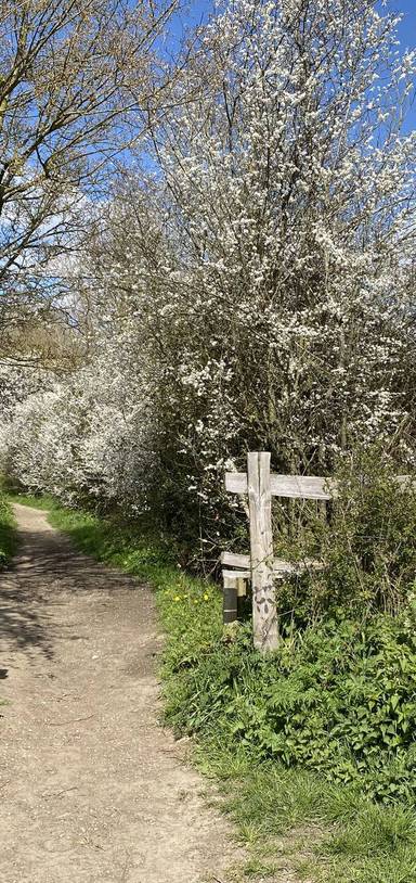 Preview of Brookes Natural Woodland Wander 