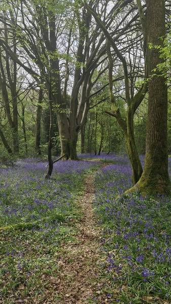 Preview of A wander through the Bluebells