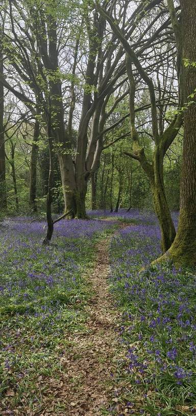 Preview of A wander through the Bluebells