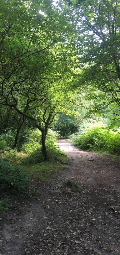 Preview of Along the bank of the Dart