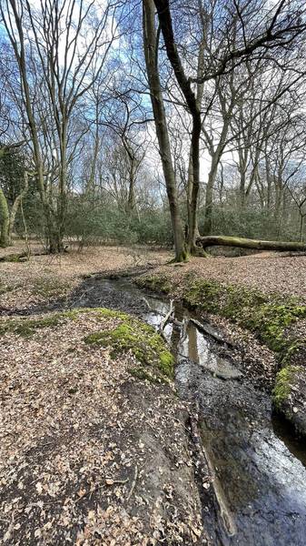 Preview of Ambresbury Banks, Epping Forest 