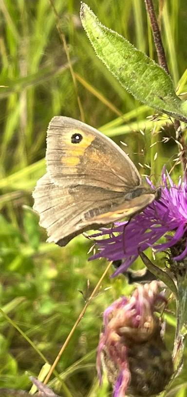 Preview of Fernbrae Meadows Butterfly Walk