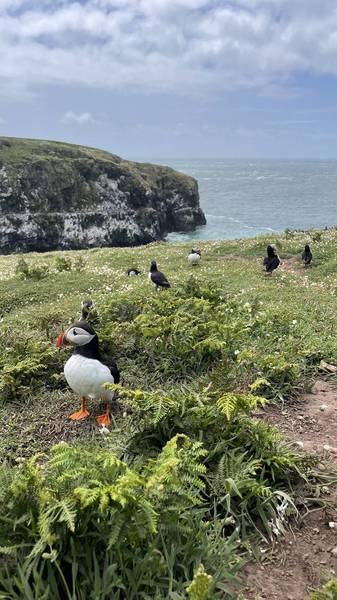 Preview of Spectacular Skomer