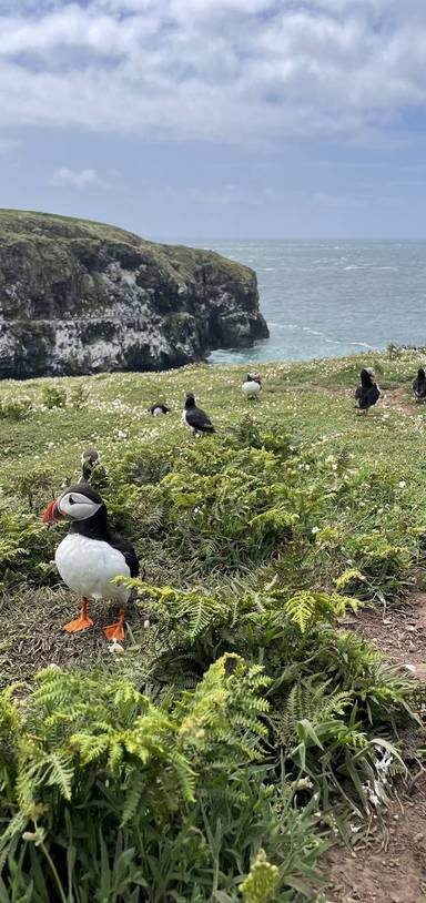 Preview of Spectacular Skomer Puffin Trail