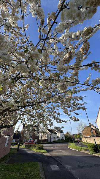 Preview of Tadpole Trail, Swindon