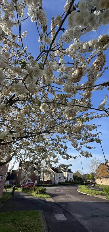 Preview of Tadpole Trail, Swindon