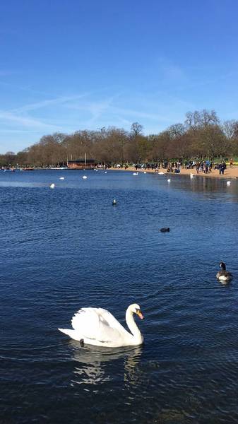 Preview of Leisurely stroll in Hyde Park 