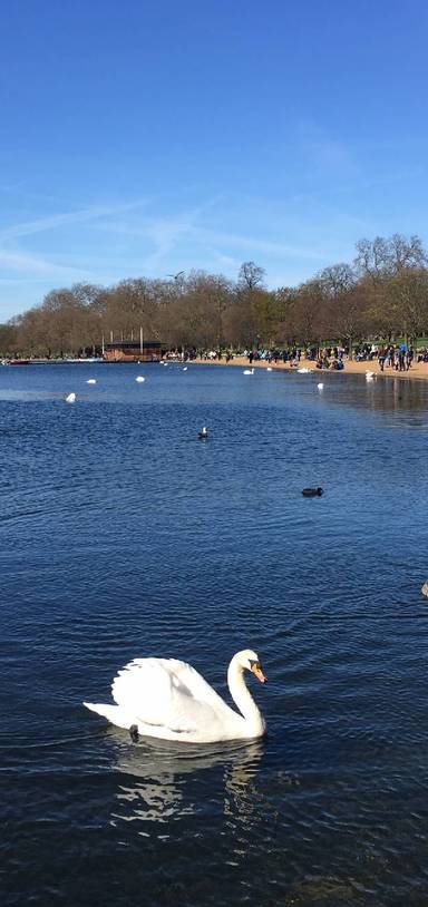 Preview of Leisurely stroll in Hyde Park