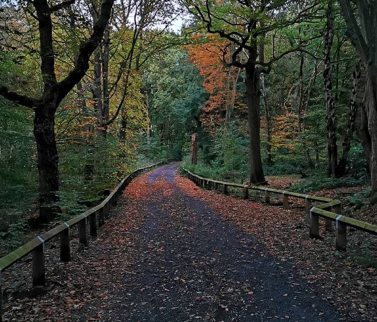 Preview of Alkrington Woods