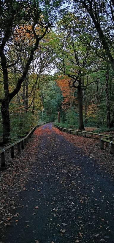 Preview of Alkrington Woods