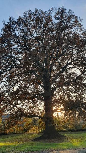 Preview of Nightingale Fields Tree Trail