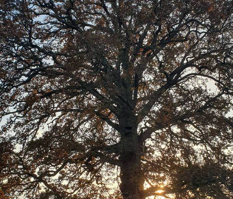 Preview of Nightingale Fields Tree Trail