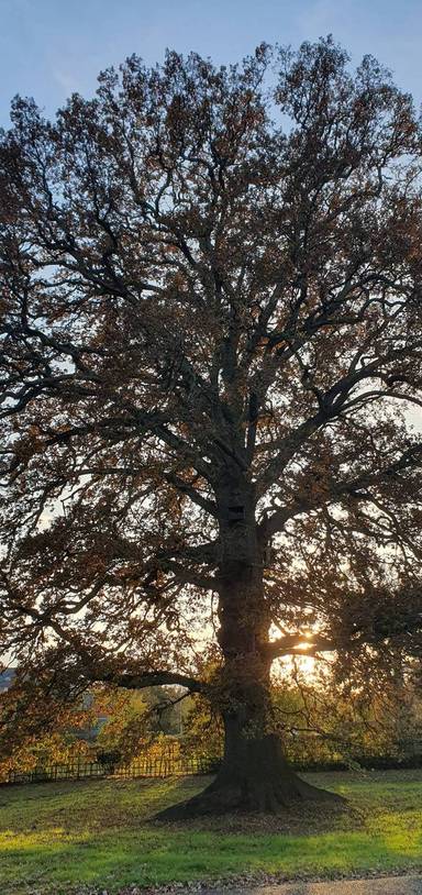 Preview of Nightingale Fields Tree Trail