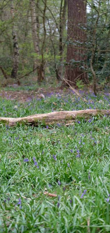Preview of High Woods Country Park