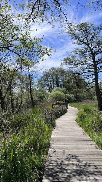 Preview of Walk Oulton Broad & Carlton Marshes