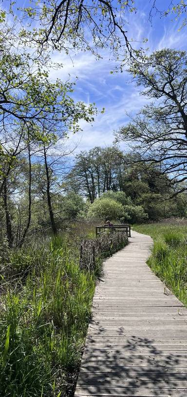 Preview of Walk Oulton Broad & Carlton Marshes