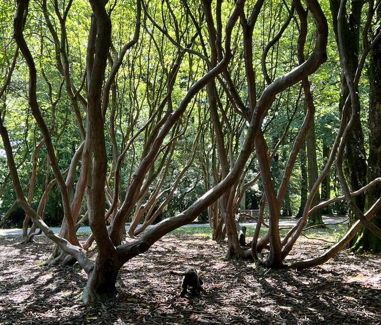 Preview of Pootle Around Parc Cefn Onn