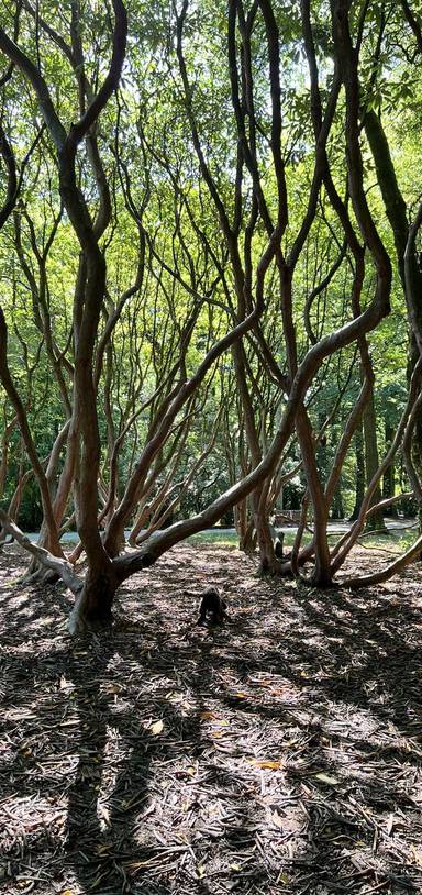 Preview of Pootle Around Parc Cefn Onn 