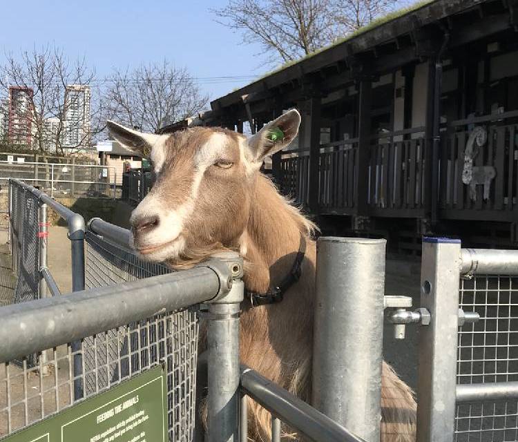 Preview of Greenwich to Surrey Docks Farm