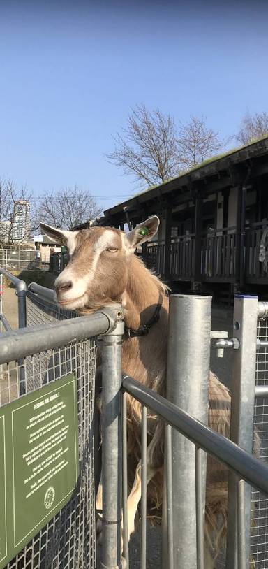 Preview of Greenwich to Surrey Docks Farm