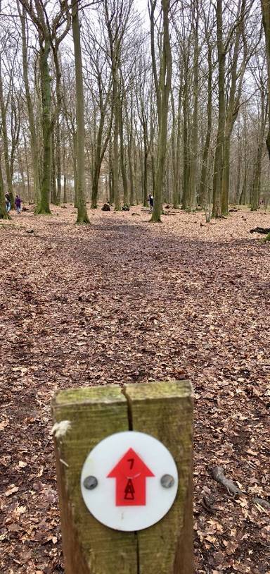 Preview of A walk in the woods