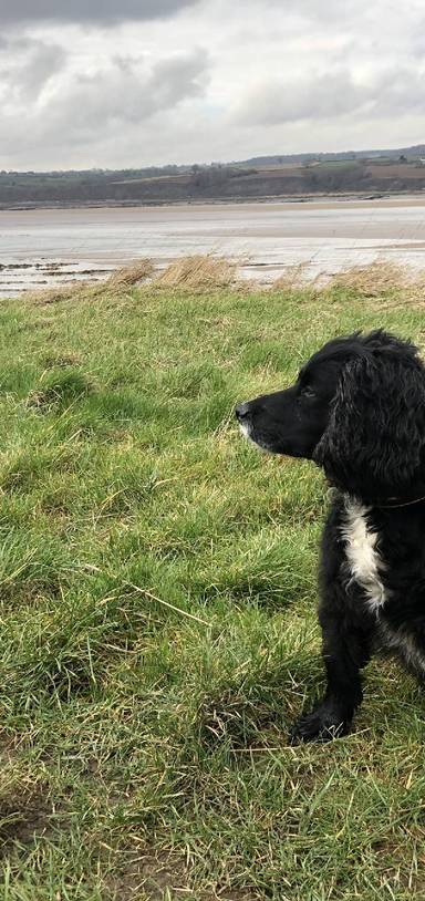 Preview of Purton Hulks and Canal.