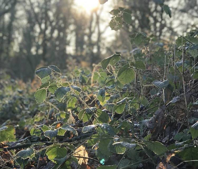 Preview of Costessey Woods
