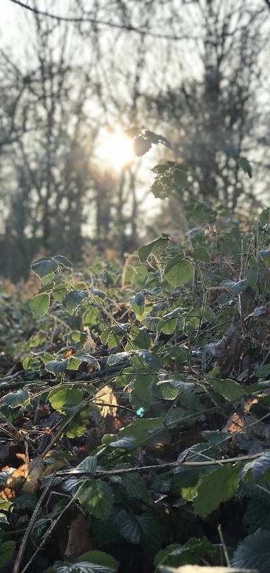 Preview of Costessey Woods 