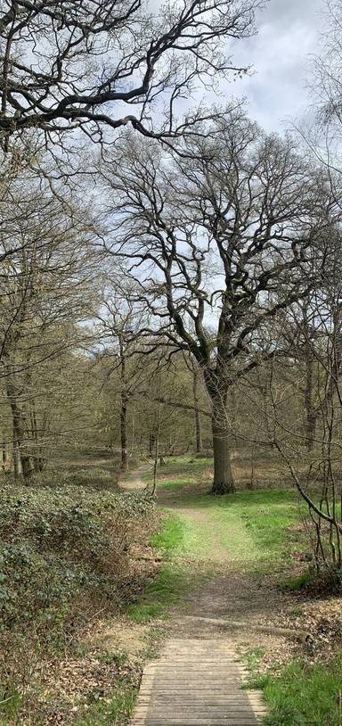 Preview of Parndon Woods Nature Reserve
