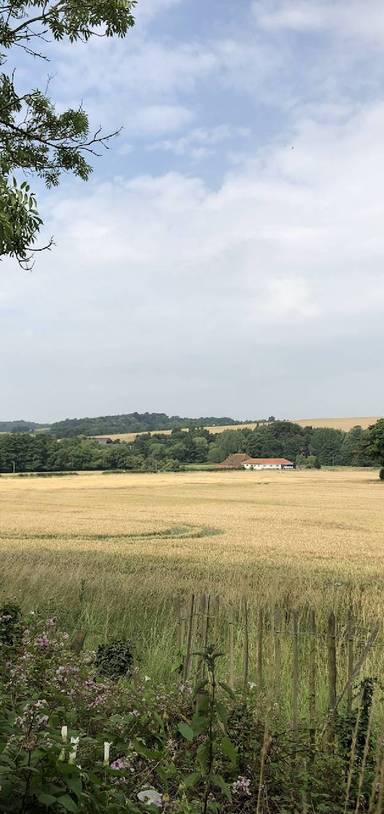 Preview of Lavender, Fields, Wine & Dine Days