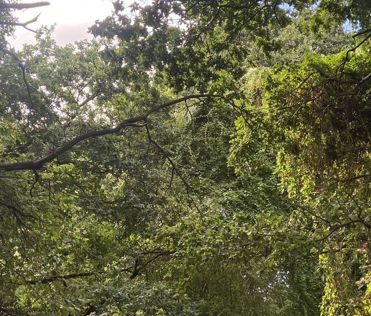 Preview of Green Chain Walk Section 6