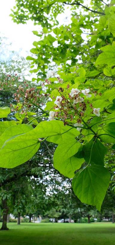Preview of The Southampton Parks Nature Trail