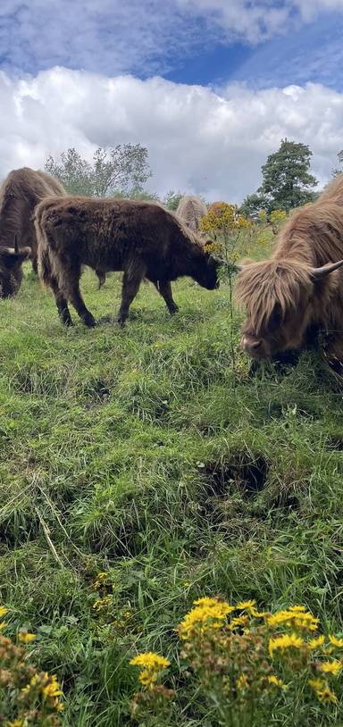 Preview of Shaun the Sheep in Manchester
